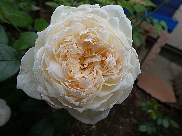 ピンクサクリーナを日陰に移動して防光 ピエール ドゥ ロンサールの再生 バラの美と香りを求めて 楽天ブログ