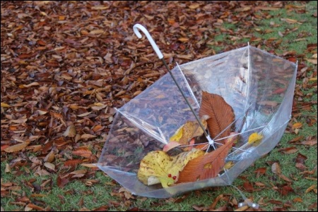 11月-4 落ち葉のコレクション