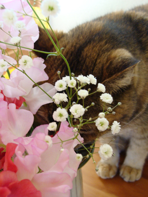 画像-4939.jpg