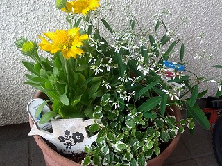 寄せ植え.jpg