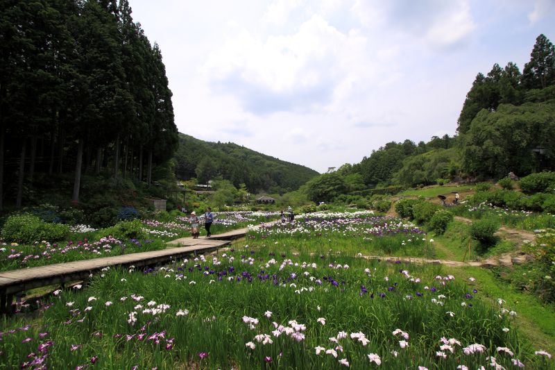 滝谷菖蒲園_002.jpg