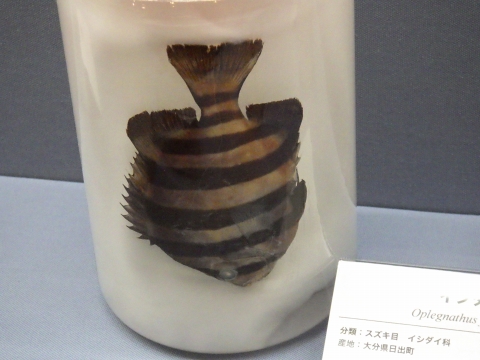 大阪市立自然史博物館2017年7月中旬31　イシダイ（Oplegnathus fasciatus）