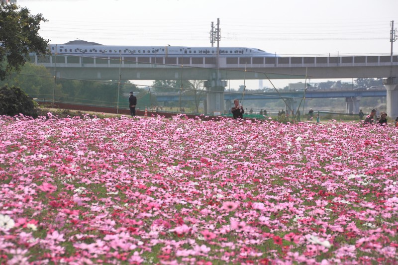 武庫川コスモス園_003.jpg