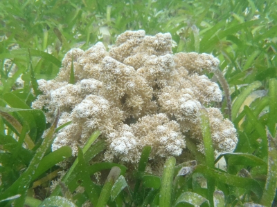 沖縄磯採集2012年9月下旬19　ハナブサイソギンチャク（Actinodendron arboreum）
