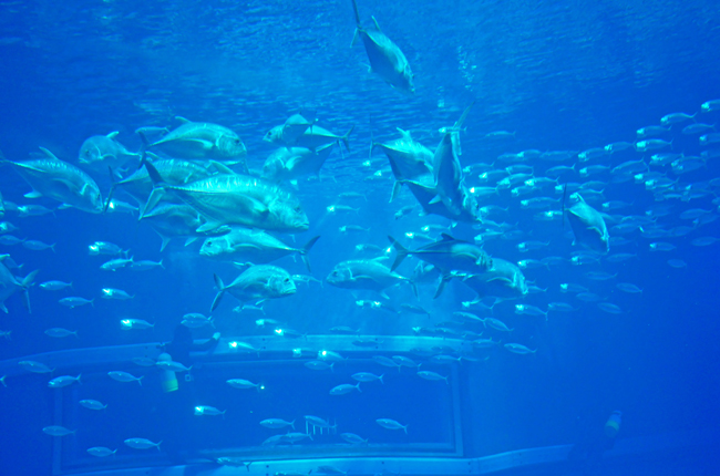 魚６