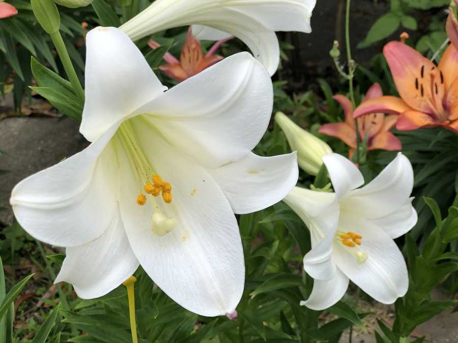 ユリの開花 ペタカス ウォッチアップ 今日のできごと 楽天ブログ