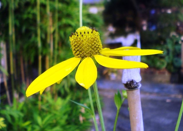 大反魂草の花 花と蕎麦とリハビリと 楽天ブログ