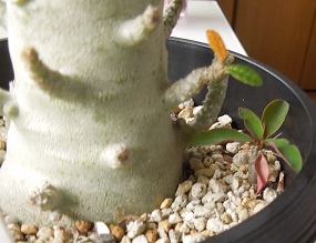 ドルステニアギガス9-22-2