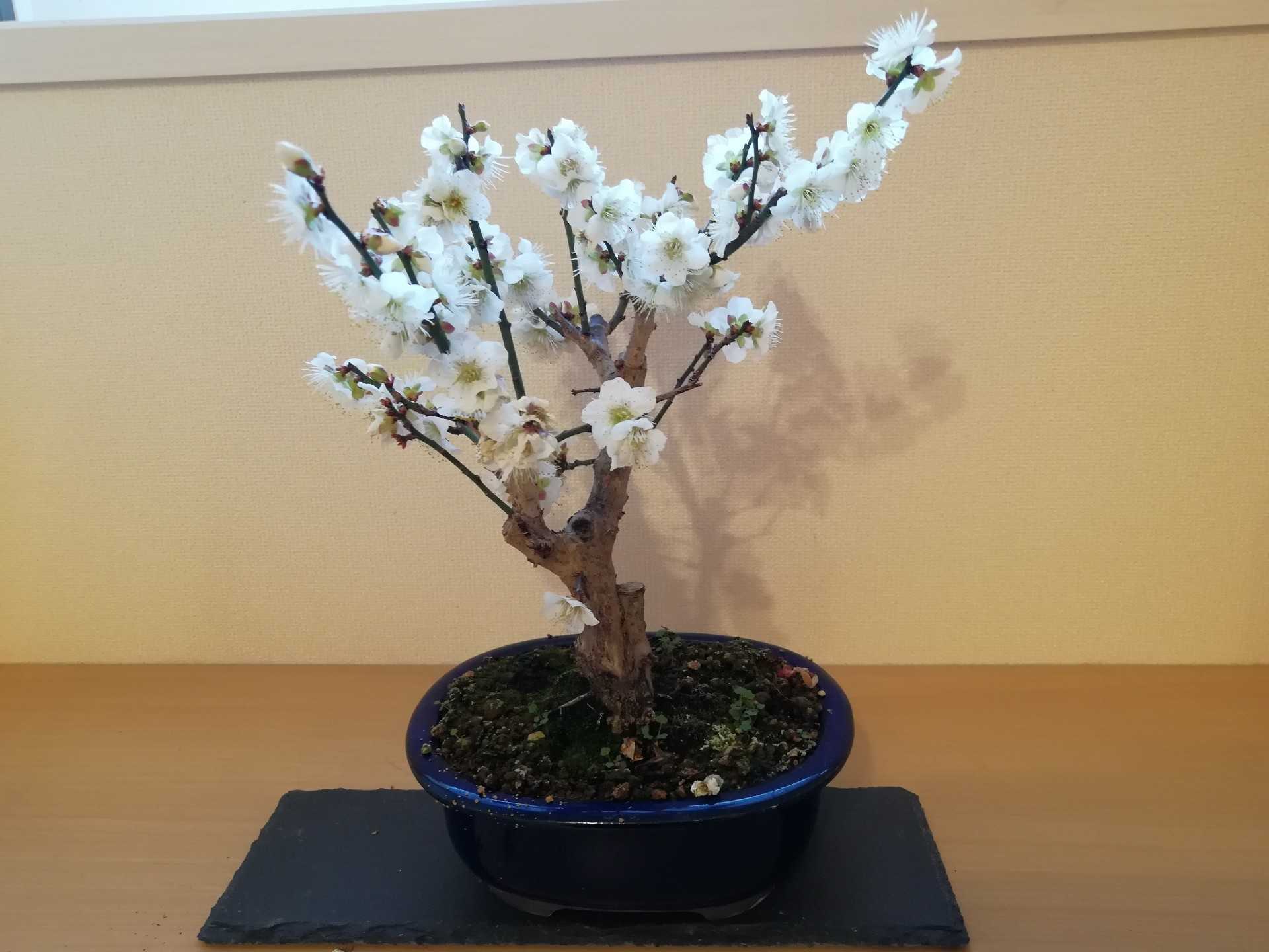 満開ウメ盆栽 剪定と植え替え 庭がなくても鉢バラでローズガーデン 楽天ブログ