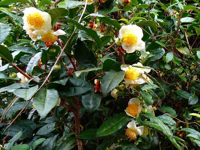 10月22日 今日の一花 チャノキ(茶の木、茶樹) | gazengamaのブログ 散歩中に出合った花と趣味の陶芸作品 - 楽天ブログ