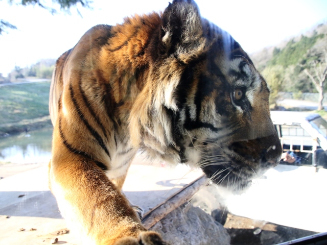 GX0A9460.jpg  tora.jpg