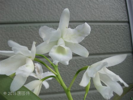 C. bowringiana alba 'Summer Snow' 20151123