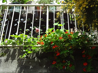 DSC00978.jpg