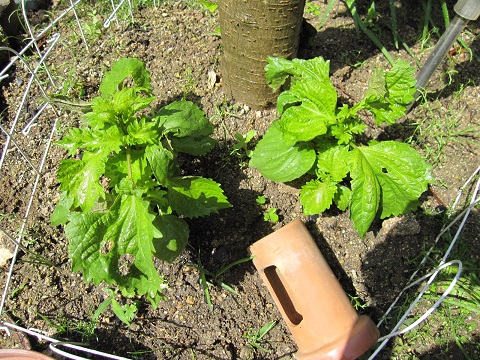 shiso