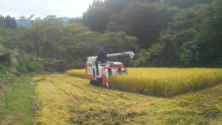 稲刈り2012
