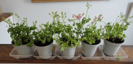 見切り品のアイビーゼラニウム