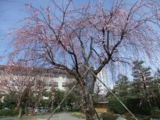 s-DSCF5180.jpg