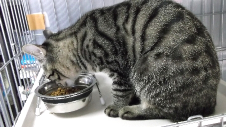 すずひめ　12月13日　食餌中.jpg