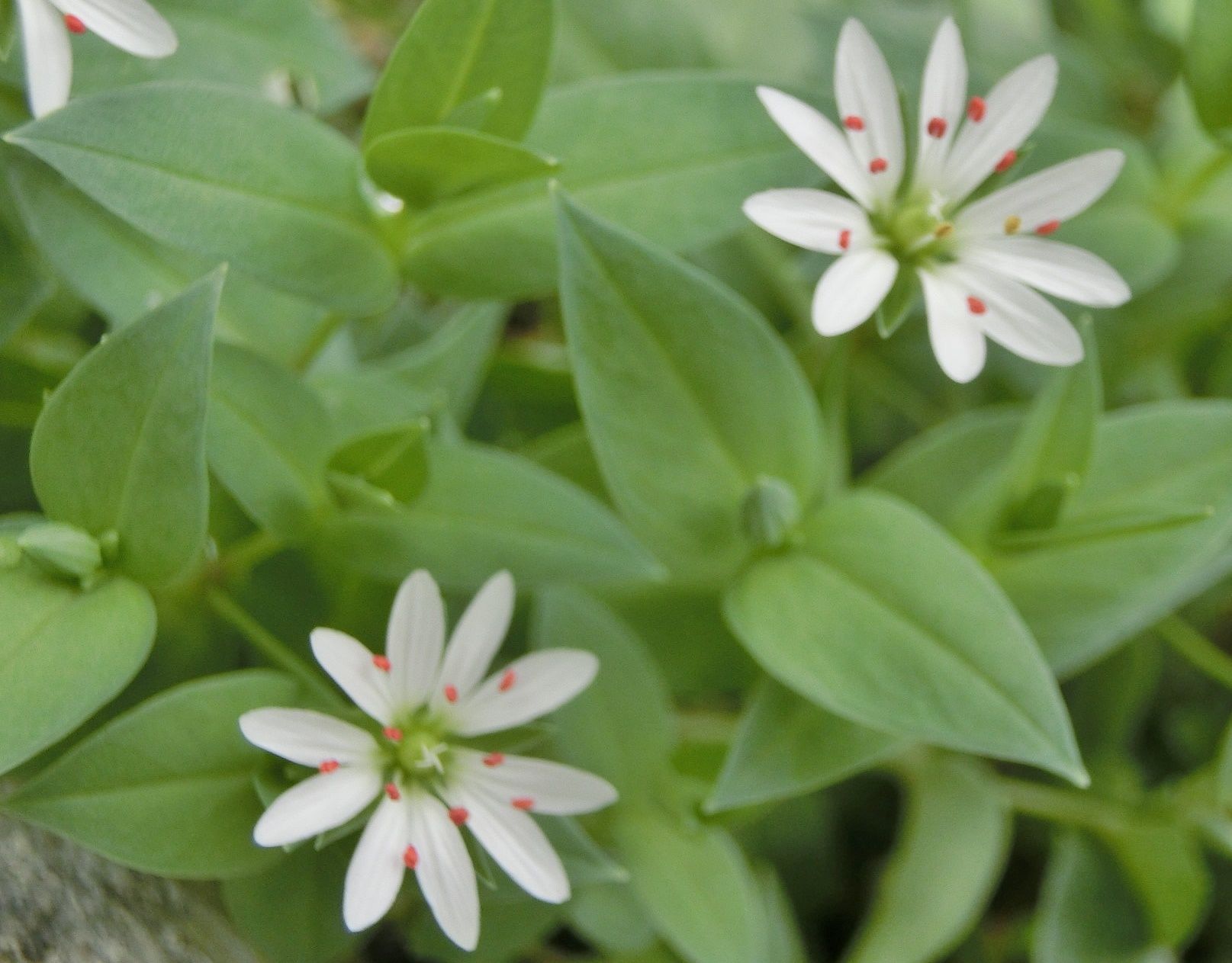 京都府立植物園で見た花 色々な花たち だい のひとりごと 楽天ブログ