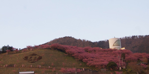 松田山桜