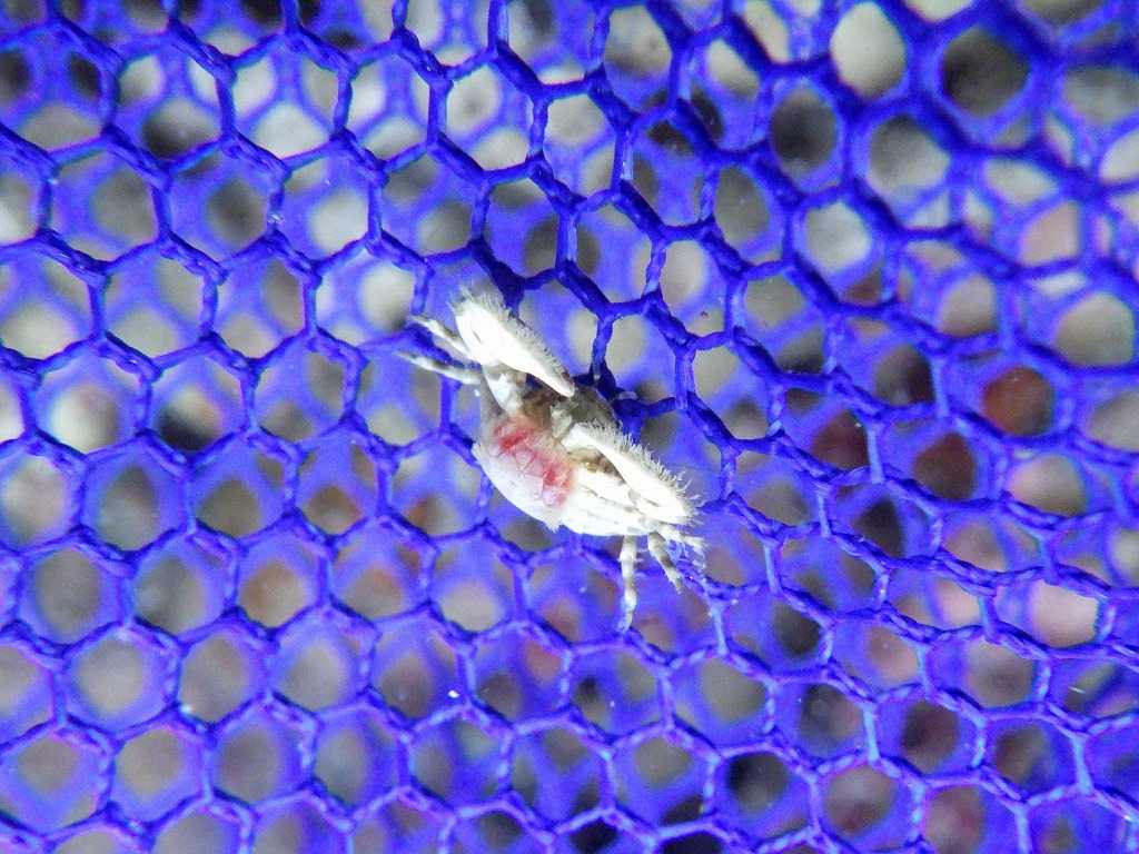 串本磯採集2023年7月上旬51　ネジレカニダマシ属の一種（Pisidia sp.）　抱卵個体