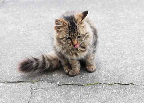 我が家のニャンコ♪2015/12/07-2