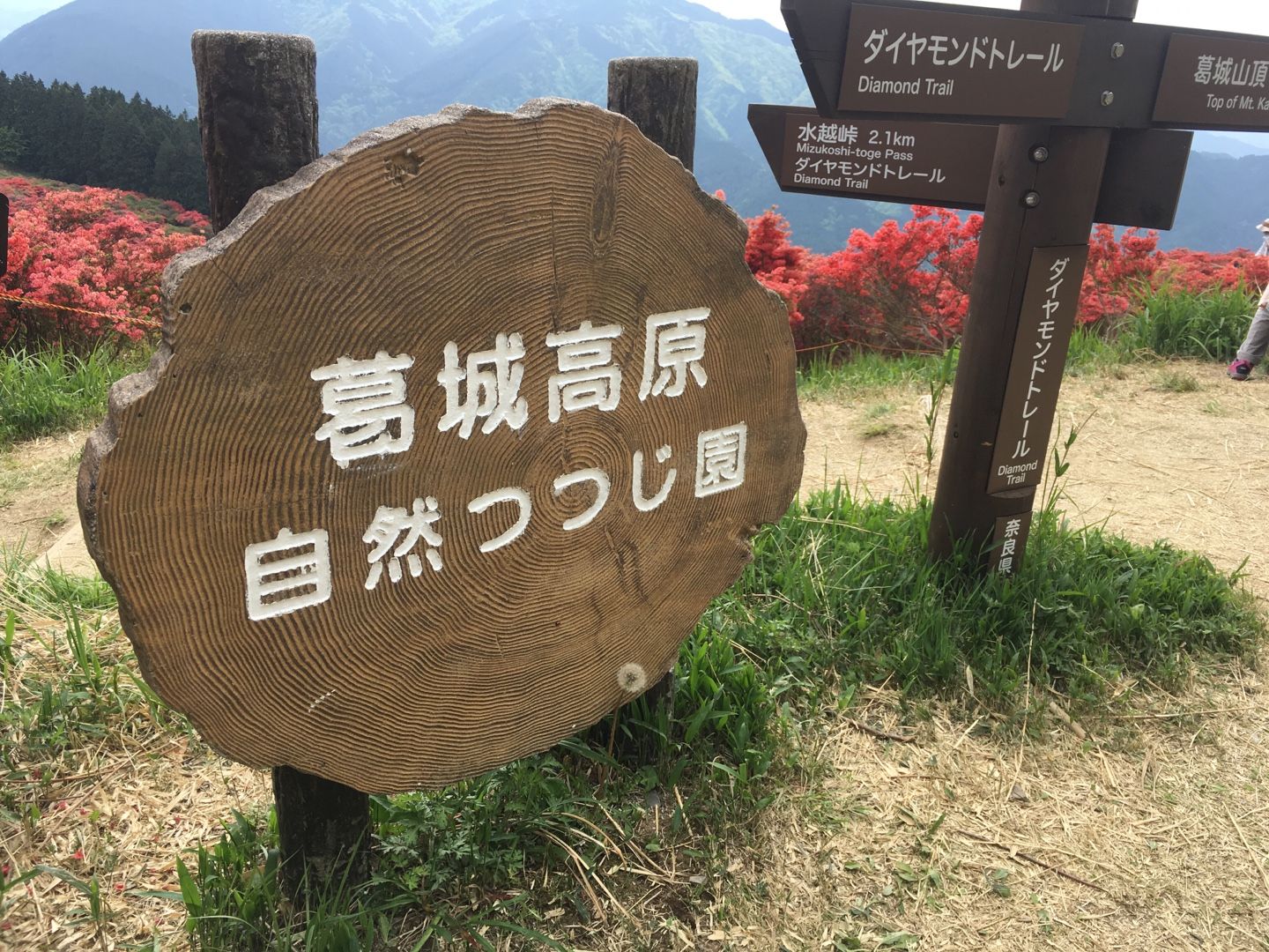 奈良 葛城山 自然 つつじ園 気ままに暮らす 楽天ブログ