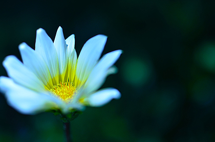 DSC_0238.jpg