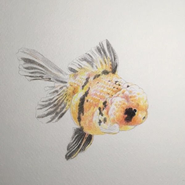 新たな金魚の絵を描き始めました ハンマー アート Hammer Art 楽天ブログ