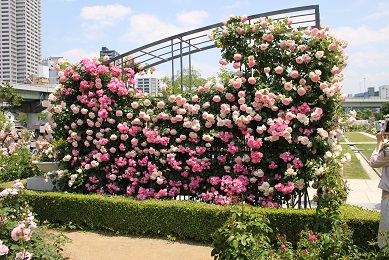 中之島公園のバラ園