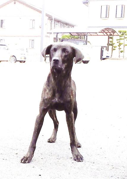 迷子犬.jpg