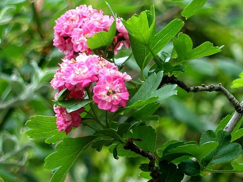 4月26日 今日の一花 セイヨウサンザシ 西洋山査子 Gazengamaのブログ 散歩中に出合った花と趣味の陶芸作品 楽天ブログ