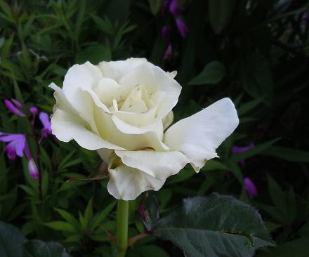 2012年5月28日 名無しの薔薇.jpg