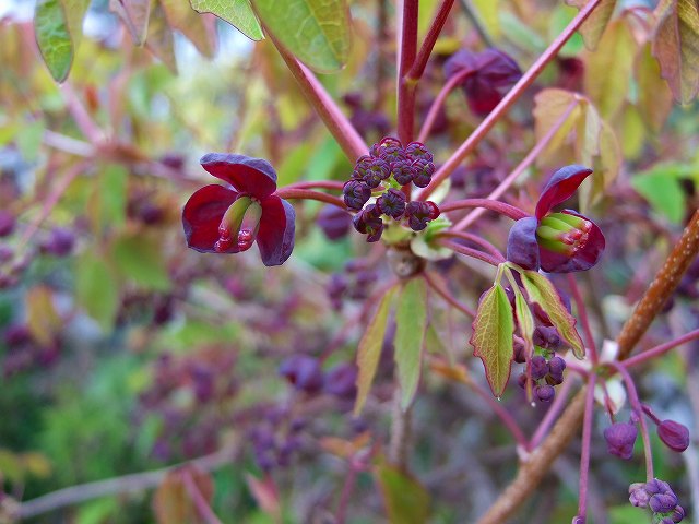 ミツバアケビの花