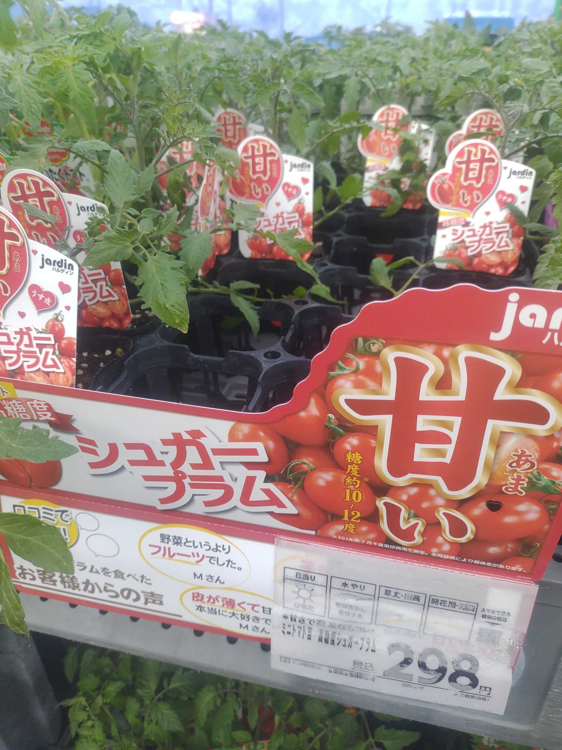 ホームセンターで野菜苗を物色中にうっかり オレンジ園芸ヽ ﾉ 楽天ブログ