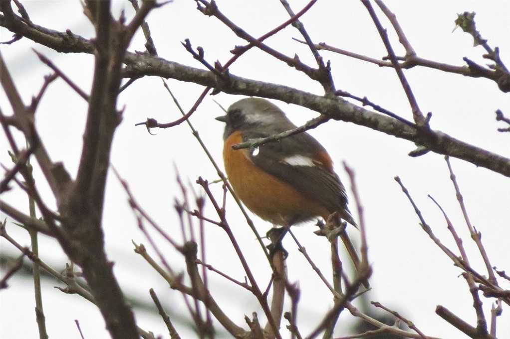 庭の鳥;蜜柑メジロ、仲良しメシロ、ジョウビタキ♂♀、シジュウカラ。 | 大分金太郎の花鳥蝶月 - 楽天ブログ