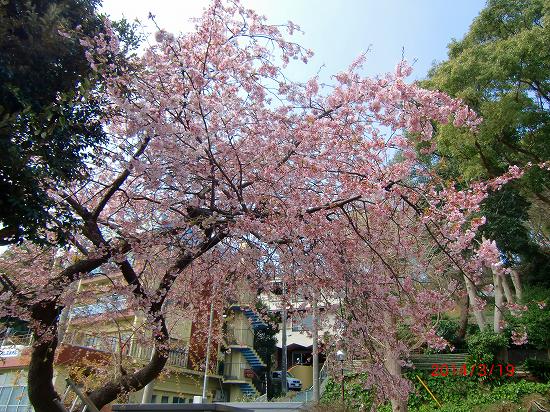 春らんまん、伊東公園 001.jpg