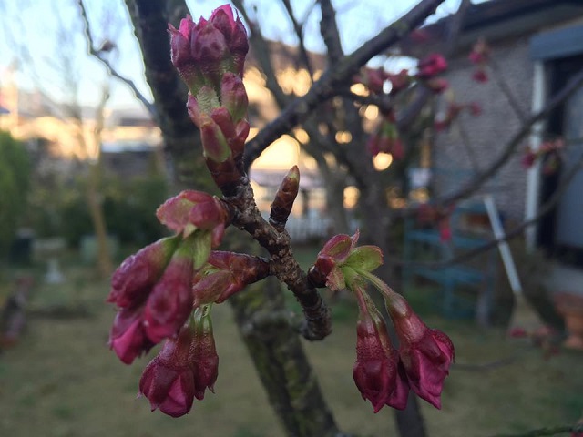 陽光桜3月17日.jpg