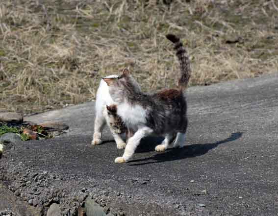 我が家のニャンコ♪2014/03/20-2