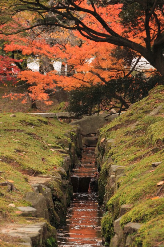 奈良公園の紅葉_004.jpg