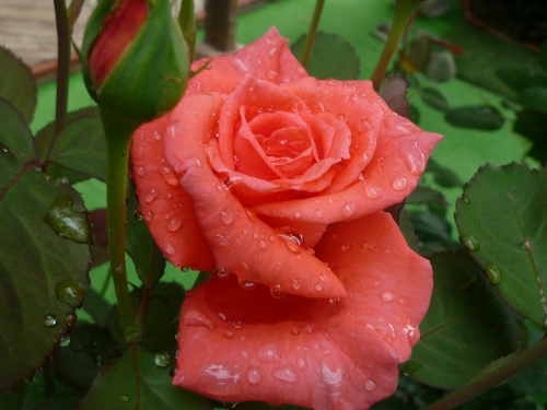 P1150307 (500x375).jpg