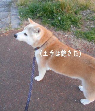 0313夕5.jpg