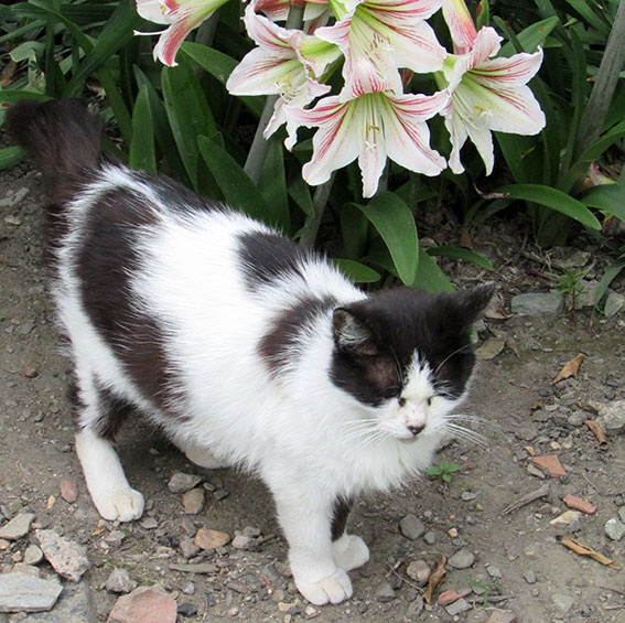 我が家のニャンコ♪2015/5/24-3