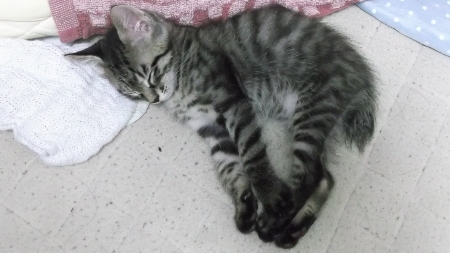 すずひめ　眠い　8月10日　04.jpg
