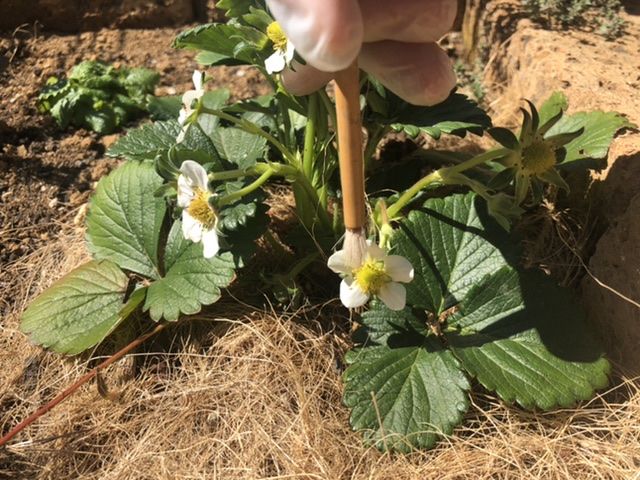 栽培日記 イチゴの収穫 イチゴ苗植えつけの振り返り 庭ぐらし 楽天ブログ