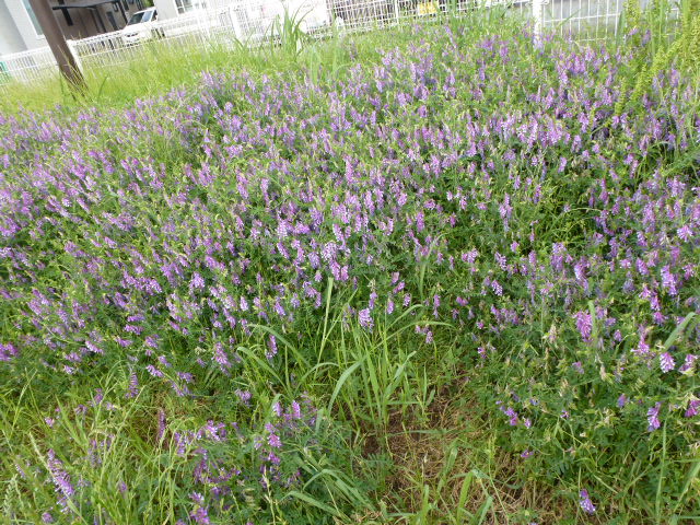 193 草藤
