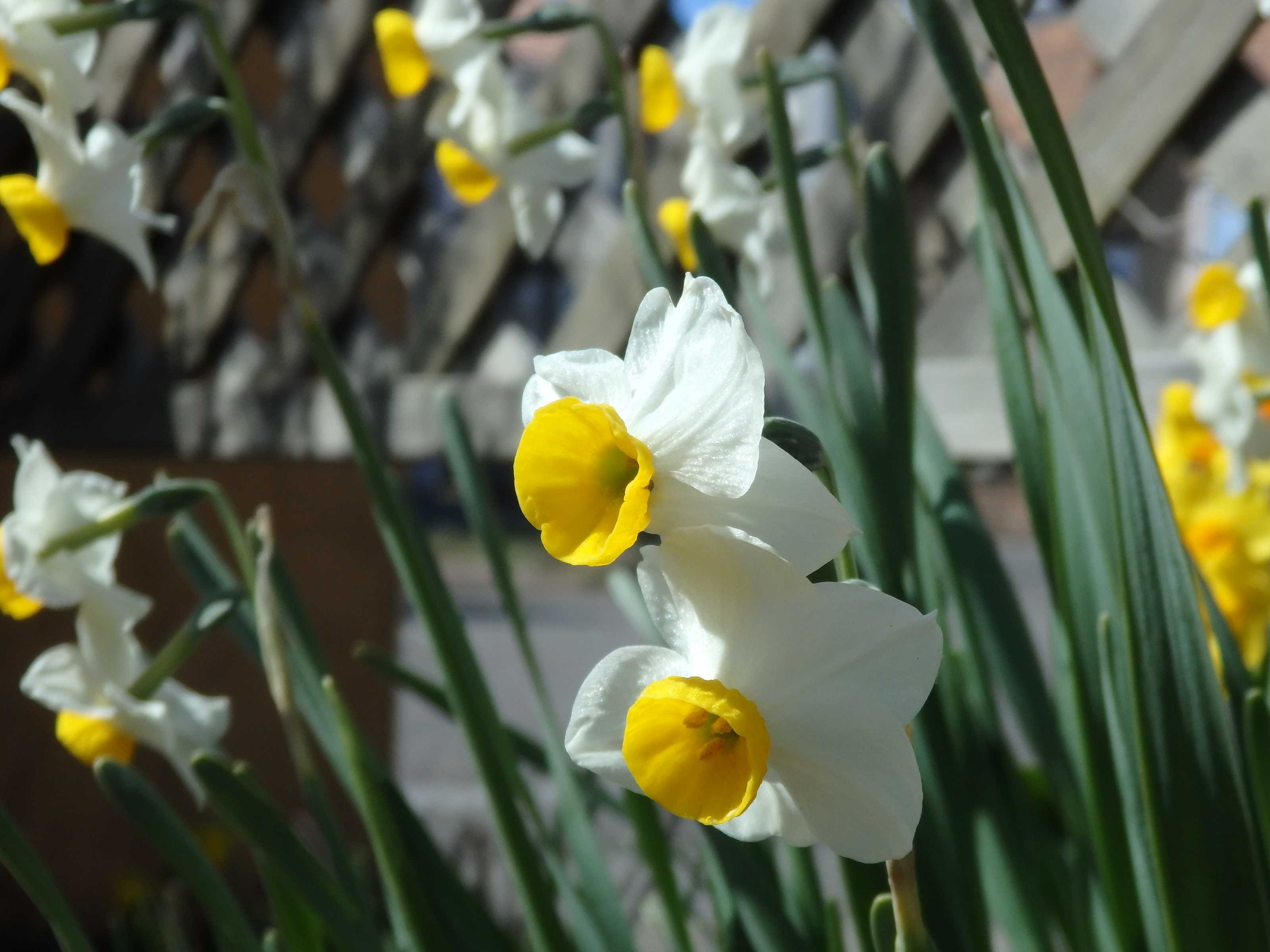 ♪トールペイント♪お花のサンプラー【ウィンターコスモス・紫陽花