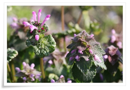 犀川-7 ホトケノザとヒメオドリコソウ 14.4.1