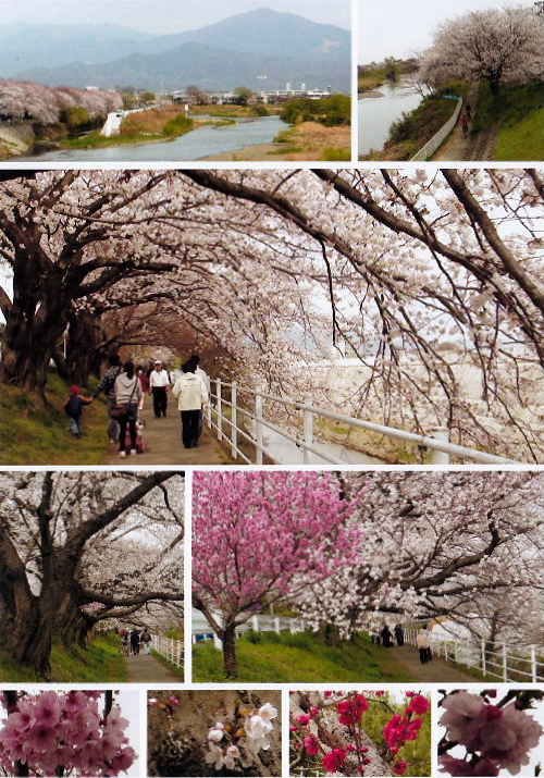 2013春の花B3