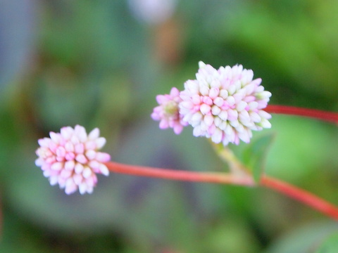 ヒメツルソバの花